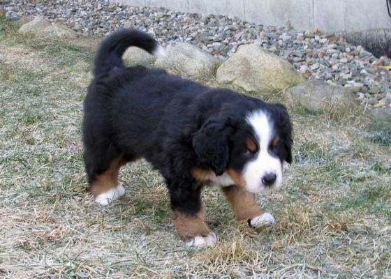 Puppies Outside - Day 38
Jackson
