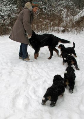 Puppies In The Snow - Day 41
Puppies First Real Snow!
