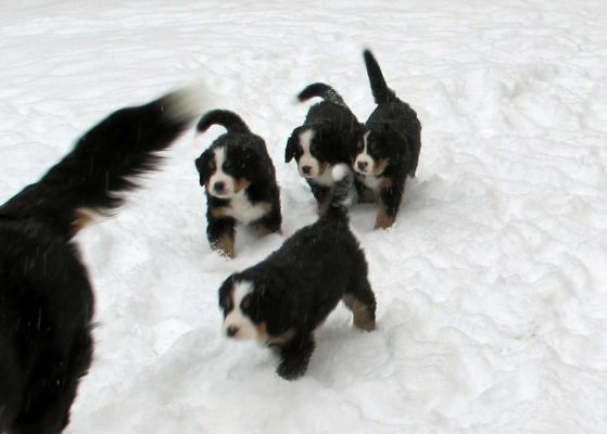 Puppies In The Snow - Day 41
Moriah leading the charge.
