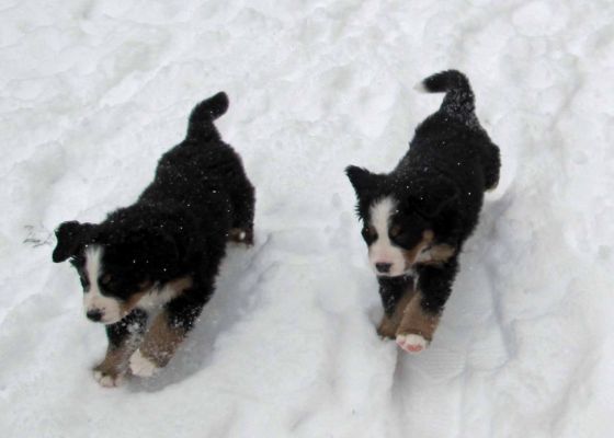 Puppies In The Snow - Day 41
Jackson and Moosilauke
