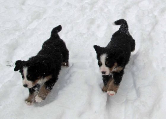 Puppies In The Snow - Day 41
Jackson and Moosilauke
