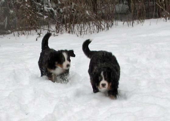 Puppies In The Snow - Day 41
Jackson & Fin
