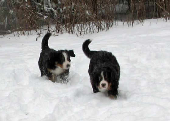 Puppies In The Snow - Day 41
Jackson & Fin
