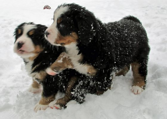 Puppies In The Snow - Day 41
Moriah & Moosilauke
