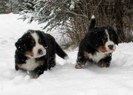 Puppies In The Snow - Day 41
Jackson and Findeln
