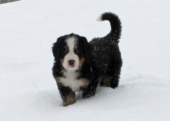 Puppies In The Snow - Day 41
Moosilauke
