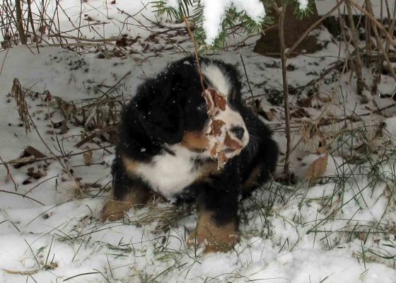 Puppies In The Snow - Day 41
