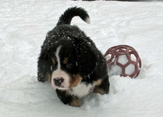 Puppies In The Snow - Day 41
Findeln (a.k.a. Lafayette)
