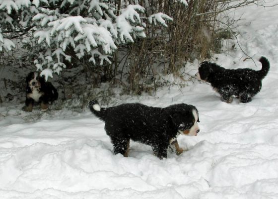 Puppies In The Snow - Day 41
