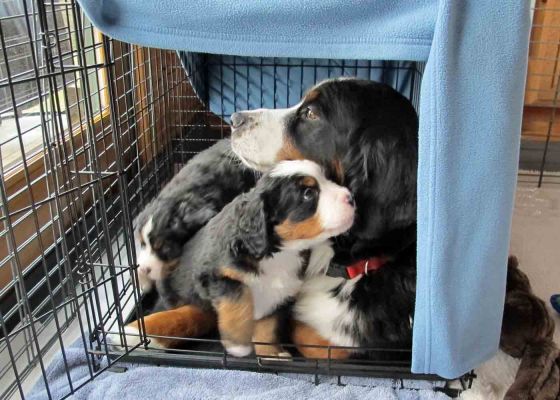 Ripley In Puppies Crate!
We added a crate to the pen and the puppies really like it.  It is usually covered and makes a good cave for them.  No one has messed in it!
Ripley likes it too and at times, they all crowd into it.  We do not know how they do it.  Maybe they have a future as circus clowns.
