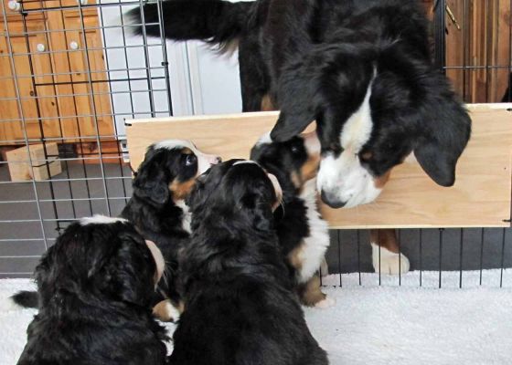 Balsam Loves the Puppies!
We do not let her in their pen but when they come out, she lies on the floor with them.
