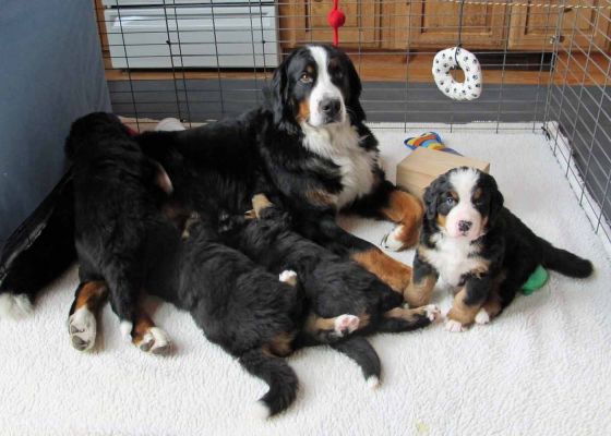 Ripley and Pups - Day 35
