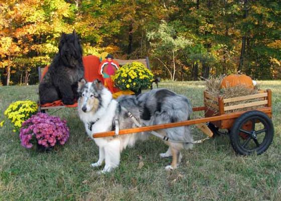 Heath (Collie) and Shadow (Bouv)
Owned by Ken Leavee and Candace Crouch
