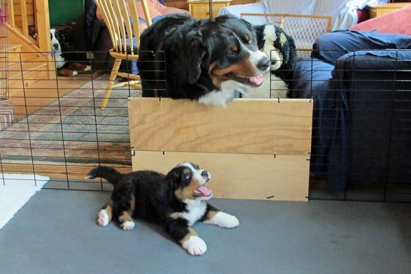 Polar and Dalton - Day 49
Dalton loves to play with the pups.
