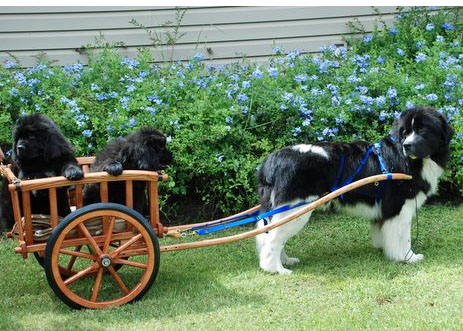 Ben And His Cart With Precious Cargo
Owned by Heidi
