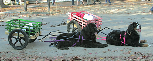 Daisy Lesher (Newf) and Future Keene (BMD)
Getting Ready For The Williamsburg Christmas Parade.
