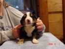 Filename=15 Days Old Bear Notch.jpg
Filesize=71KiB
Dimensions=800x600
Date added=Dec 02, 2004 15 Days Old Bear Notch.jpg