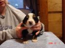 Filename=15 Days Old Bunnell.jpg
Filesize=75KiB
Dimensions=800x600
Date added=Dec 02, 2004 15 Days Old Bunnell.jpg