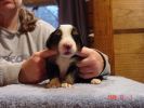 Filename=15 Days Old Carrigain ~0.jpg
Filesize=73KiB
Dimensions=800x600
Date added=Dec 02, 2004 15 Days Old Carrigain ~0.jpg