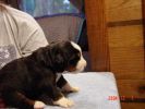 Filename=15 Days Old Crawford SV.jpg
Filesize=71KiB
Dimensions=800x600
Date added=Dec 02, 2004 15 Days Old Crawford SV.jpg