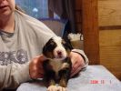 Filename=15 Days Old Dixville .jpg
Filesize=77KiB
Dimensions=800x600
Date added=Dec 02, 2004 15 Days Old Dixville .jpg