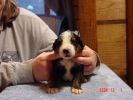 Filename=15 Days Old Franconia .jpg
Filesize=73KiB
Dimensions=800x600
Date added=Dec 02, 2004 15 Days Old Franconia .jpg