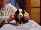 Filename=15 Days Old Pinkham.jpg
Filesize=80KiB
Dimensions=800x600
Date added=Dec 02, 2004 15 Days Old Pinkham.jpg