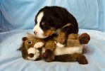 Filename=2_Week_Old_Kendall~0.jpg
Filesize=251KiB
Dimensions=1621x1081
Date added=Jul 30, 2020 2_Week_Old_Kendall~0.jpg