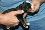 4000FTPUPPIESDAY2_JACKSON052.jpg