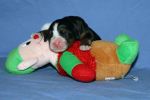 4000FTPUPPIESDAY2_LAFAYETTE016~0.jpg