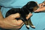Filename=4000FTPUPPIESDAY2_LAFAYETTE026.jpg
Filesize=100KiB
Dimensions=2019x1346
Date added=Nov 08, 2012 4000FTPUPPIESDAY2_LAFAYETTE026.jpg
