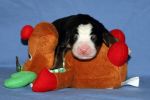 Filename=4000FTPUPPIESDAY2_MOOSE031~0.jpg
Filesize=91KiB
Dimensions=1656x1104
Date added=Nov 13, 2012 4000FTPUPPIESDAY2_MOOSE031~0.jpg