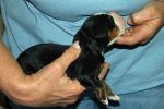 4000FTPUPPIESDAY2_MOOSE040.jpg