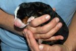 Filename=4000FTPUPPIESDAY2_MORIAH010.jpg
Filesize=88KiB
Dimensions=1790x1193
Date added=Nov 08, 2012 4000FTPUPPIESDAY2_MORIAH010.jpg
