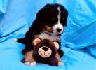 Filename=5_Week_Old_Bumpus.jpg
Filesize=474KiB
Dimensions=1768x1288
Date added=Aug 20, 2020 5_Week_Old_Bumpus.jpg