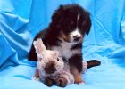 Filename=5_Week_Old_Carter~0.jpg
Filesize=402KiB
Dimensions=1546x1101
Date added=Aug 20, 2020 5_Week_Old_Carter~0.jpg