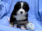 Filename=5_Week_Old_Eliza.jpg
Filesize=466KiB
Dimensions=1783x1307
Date added=Aug 20, 2020 5_Week_Old_Eliza.jpg