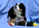 Filename=5_Week_Old_Greeley.jpg
Filesize=471KiB
Dimensions=1696x1214
Date added=Aug 20, 2020 5_Week_Old_Greeley.jpg