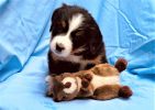 Filename=5_Week_Old_Kendell.jpg
Filesize=432KiB
Dimensions=1626x1150
Date added=Aug 20, 2020 5_Week_Old_Kendell.jpg