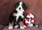 Attie10weeks_(with_toy).jpg