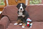 Filename=Attie4months.JPG
Filesize=79KiB
Dimensions=432x288
Date added=Mar 09, 2011 Attie4months.JPG