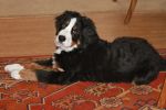 Filename=Attie4months_2.JPG
Filesize=75KiB
Dimensions=432x288
Date added=Mar 09, 2011 Attie4months_2.JPG