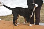 Filename=Attie4months_3.JPG
Filesize=69KiB
Dimensions=432x288
Date added=Mar 09, 2011 Attie4months_3.JPG
