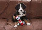 Filename=Attie_3_months.jpg
Filesize=97KiB
Dimensions=617x441
Date added=Feb 06, 2011 Attie_3_months.jpg