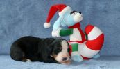 Filename=AttitashDay14.jpg
Filesize=85KiB
Dimensions=745x430
Date added=Nov 18, 2010 AttitashDay14.jpg