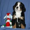 Filename=AttitashDay49.jpg
Filesize=73KiB
Dimensions=648x637
Date added=Dec 23, 2010 AttitashDay49.jpg