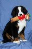 Filename=Balsam4Months_edited-1.jpg
Filesize=88KiB
Dimensions=1325x1987
Date added=Mar 10, 2011 Balsam4Months_edited-1.jpg