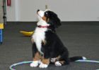 Filename=BalsamPuppyClass012211_0~0.jpg
Filesize=85KiB
Dimensions=1050x750
Date added=Jan 22, 2011 BalsamPuppyClass012211_0~0.jpg