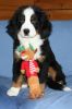 Filename=Balsam_3_months_Old_edited-1.jpg
Filesize=83KiB
Dimensions=800x1200
Date added=Feb 06, 2011 Balsam_3_months_Old_edited-1.jpg