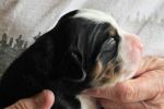 Filename=BartlettRiverLitterDay8_035.jpg
Filesize=102KiB
Dimensions=1145x763
Date added=Jun 20, 2014 BartlettRiverLitterDay8_035.jpg